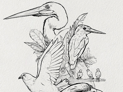 sketches: birds art drawing illustration lineart nature sketch sketchbook sketches