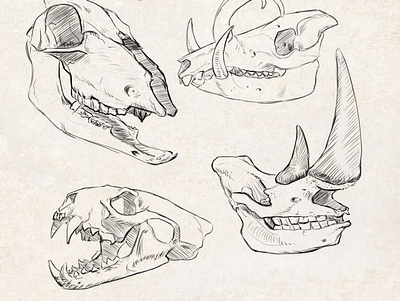 Sketch Animal Skulls #2