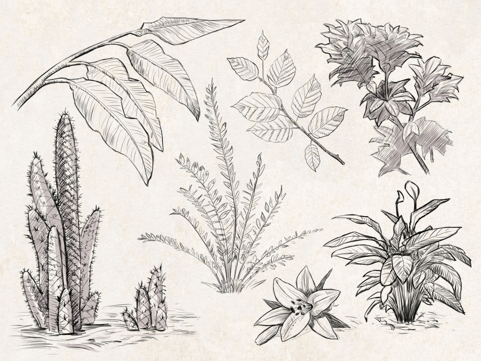 Sketches: Plants #1 by Manfred Rohrer on Dribbble