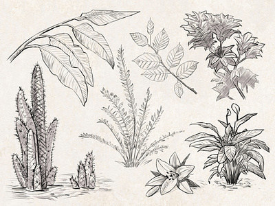 Sketches: Plants #1 art drawing handdrawn illustration inktober lineart nature plants sketch sketchbook sketches