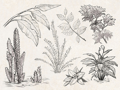 Sketches: Plants #1