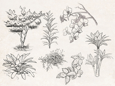 Sketches: Plants 3 by Manfred Rohrer on Dribbble