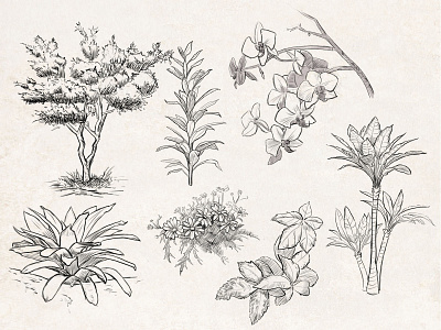 Sketches: Plants 3