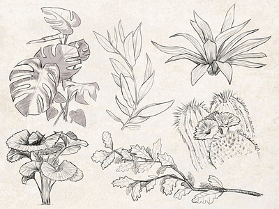 Sketches: Plants 3 art drawing illustration lineart nature plants sketch sketches