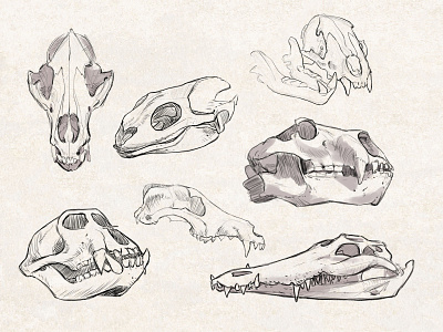 Sketches: Animal Skulls 1 animals art drawing illustration inktober2019 lineart nature sketch sketchbook sketches skull