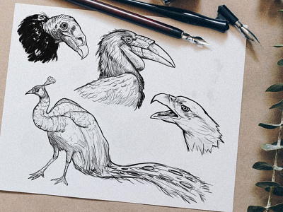 Sketches: Birds 1