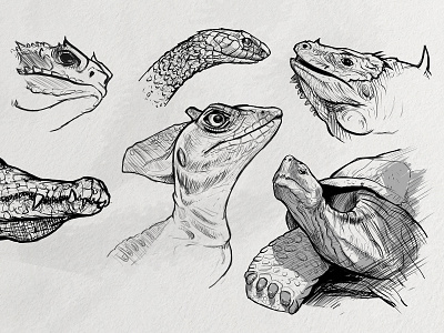Sketches: Reptiles 1 art drawing illustration ink lineart nature reptile sketch sketchbook sketches sketching