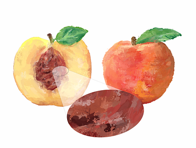 high detailed Acrylic hand paint of Peach fruit acrylic digital illustration digital painting fruit illustration paint peach