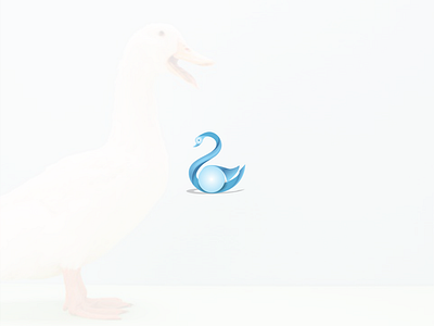 swan