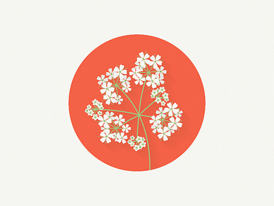 poison hemlock flower illustration plant