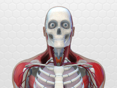 Human Body Anatomy anatomy body brain health heart human intestines lungs medicine muscles scull skeleton