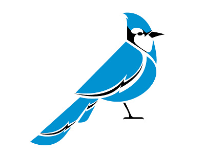 Blue Jay animal bird blue jay design illustration species cards symbol
