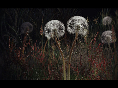 dandelions . 3d 4d cinema grass nature render vray