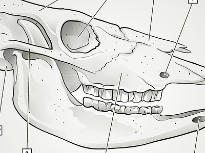 Cow Skull Illustration cow illustration illustrator skull