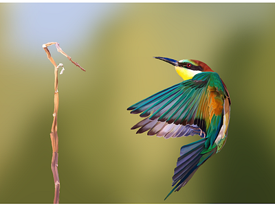 King of Colours bird birds blur colors digital illustration kingfisher wacom