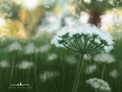 White Queen-Anne's lace flowers