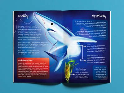Information Design - Sharks
