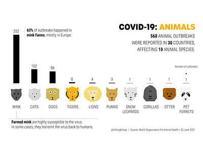 Infographic [Covid-19 in Animals) design graphic graphic design graphics icon design iconography illustration infographic infographics information information design