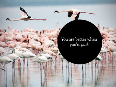 You are better when you're pink baseline bird flamingo motto pink
