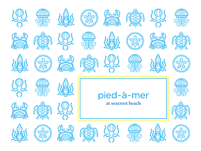 pied-a-mer illustrations beach crab fish icon illustration jellyfish linework octopus sand dollar squid turtle water