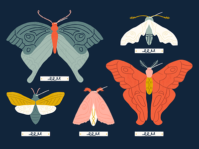 Moths butterflies color illustration insects moth moths taxidermy