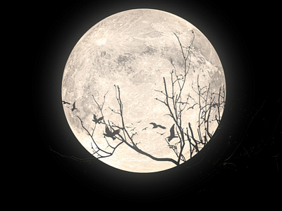 Moon 3dsmax attractive design moon moonlight professional vray