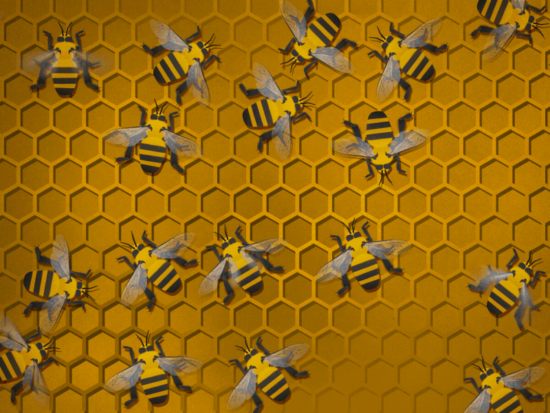 The Drone King after effects bee drone hexagon honey bee illustrator the atlantic vonnegut