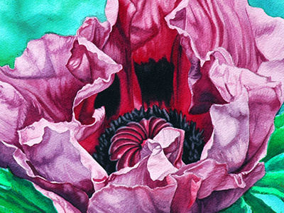 Purple Poppy 1 watercolor