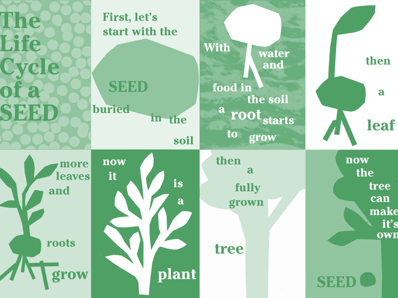 Cycle Of A Seed Plant