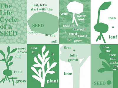 The Life Cycle of a Seed editorial environment green illustration learning plants