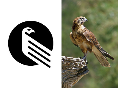 Falcon Mark animal icon bird branding brandmark falcon icon logo minimal vector
