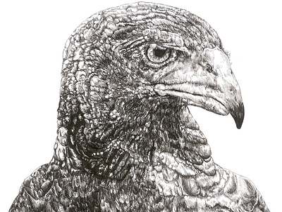 Eagle Pen animal animal art animal illustration drawing illustration illustrator pen