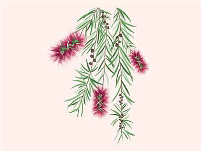 Bottlebrush Tree Illustration