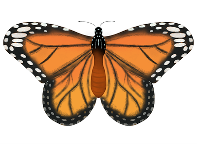 Butterfly butterfly design illustrator ipad procreate