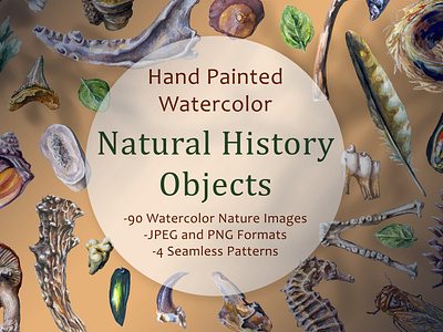 Natural History Hand-Painted Watercolor Graphics Set