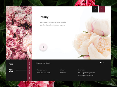 Peony Plant