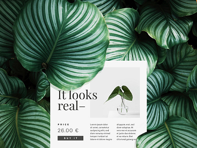 Plant – 3 elegant interaction leaf leafs minimal neture plant plants