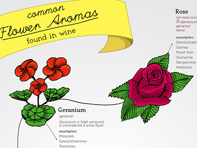 Common Flower Aromas In Wine classification flower infographic wine