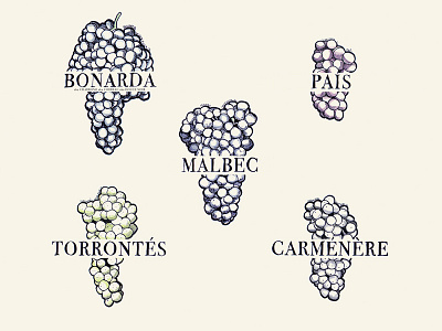 South American Wine Grapes