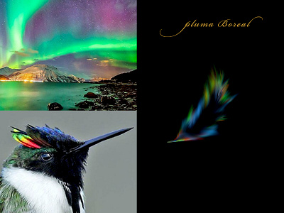 Pluma Boreal adobe bird brand colors feather illustrator logo mark photoshop universe