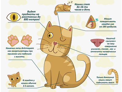 info cat illustrator infographic statistic