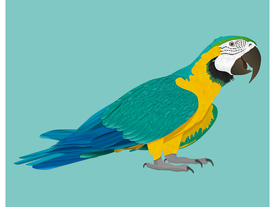 Parrot illustration adobe adobe illustrator ai animals art design graphic graphic design graphic design graphicdesign graphics illustraion illustration illustration art illustrations illustrator parrot vector vector art vector illustration