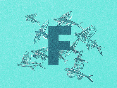 F for Flying Fish