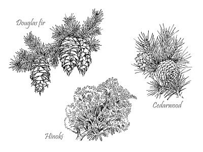 Evergreens. Hand drawn botanical illustration.