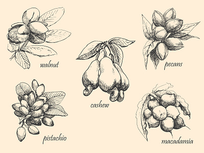 Nuts. Hand drawn illusrtation. botanical botany branding design drawing element graphics hand drawn illustration nuts packaging plant set sketch vector walnut