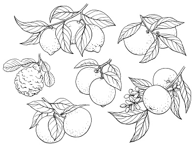 Citrus line art set citrus design drawing element graphics hand drawn illustration sketch
