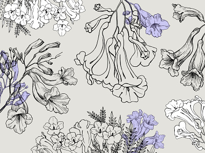 Jacaranda tree flowers. Set graphic illustration