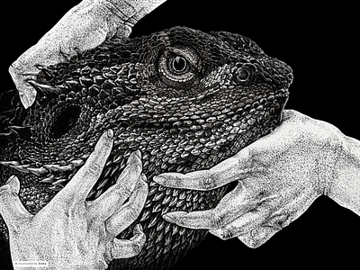 The lizard lizard hands illustrations