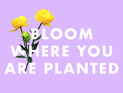 Bloom Where You Are Planted colour design font graphic design photoshop poster quote type