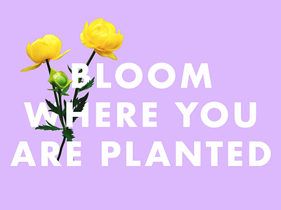 Bloom Where You Are Planted